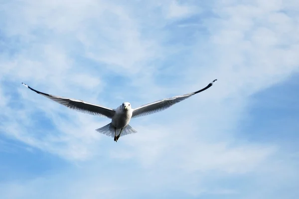 stock image Seagull