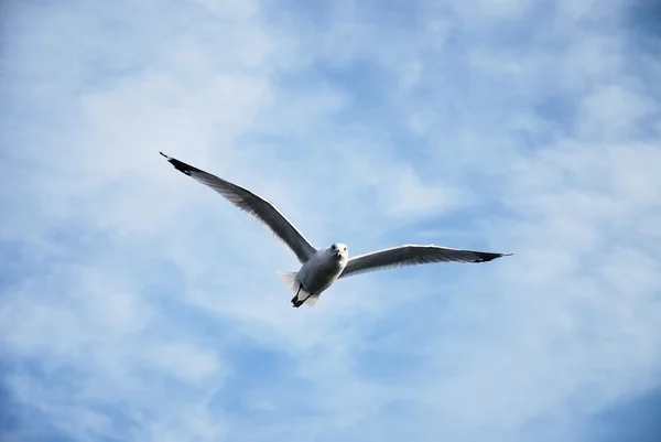 stock image Seagull