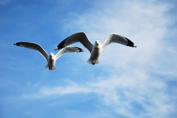 stock image Seagull flying against a blue sky