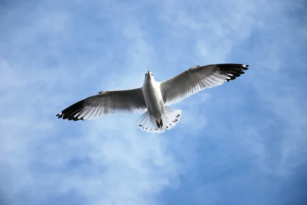 Seagull Vliegen Tegen Een Blauwe Hemel — Stockfoto