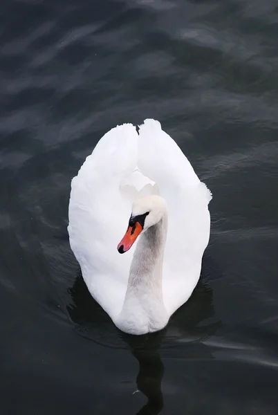 Vackra Bruna Swan Simning Sjön — Stockfoto