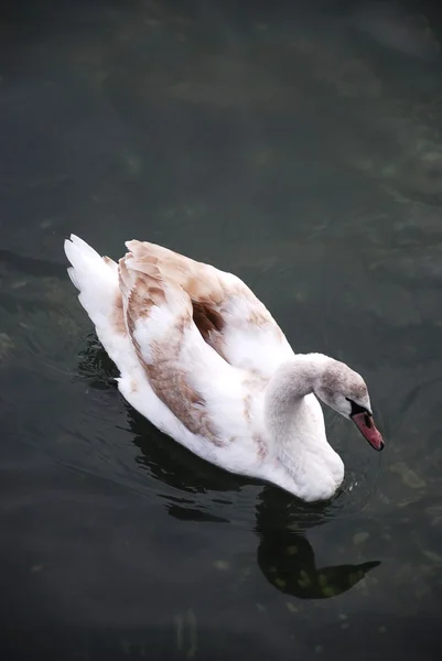 Cisne selvagem — Fotografia de Stock