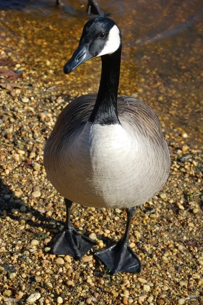 湖上的野鹅 — 图库照片