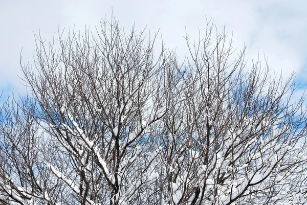 Árbol Invierno Nubes Azules Cielo —  Fotos de Stock