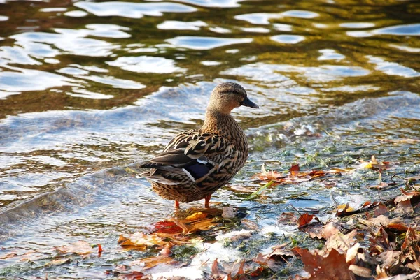 Sonbaharda Gölde Yaban Ördeği — Stok fotoğraf