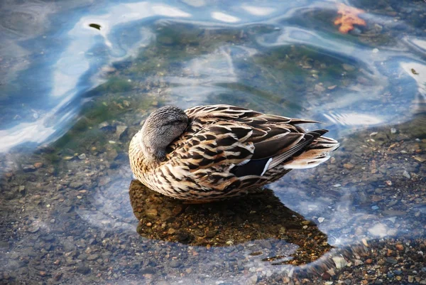 在秋天的湖上的野鸭 — 图库照片