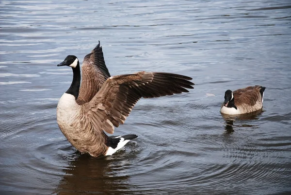 Wild Geese — Stock Photo, Image