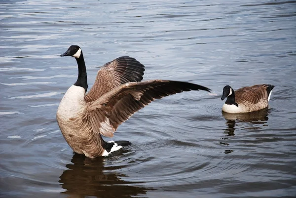 Wild Geese Water Geese Swimming Blue Lake — Stock Photo, Image