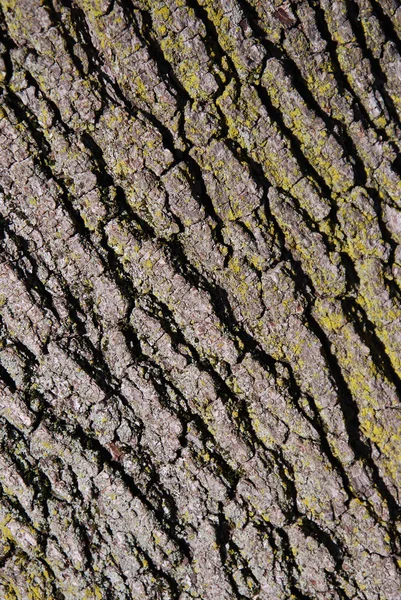 Close Bark Texture — Stock Photo, Image