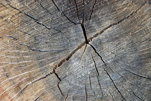 Close Upwood Texture — 스톡 사진