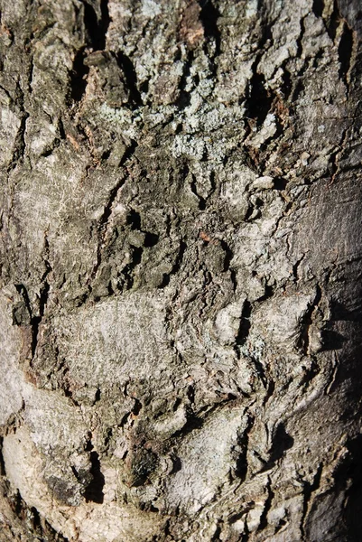 Close Bark Texture — Stock Photo, Image