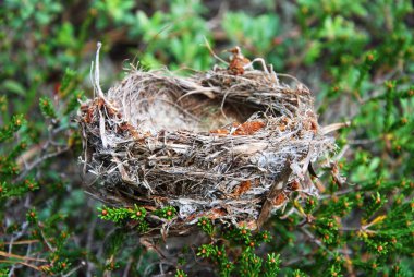 Close up birds nest in the forest clipart