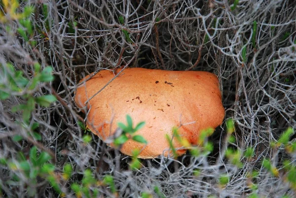 Fechar Cogumelo Com Tampa Vermelha — Fotografia de Stock