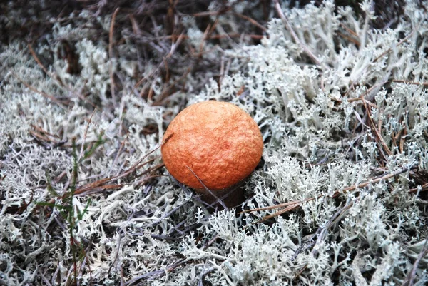 Close Mushroom Red Cap — Stock Photo, Image