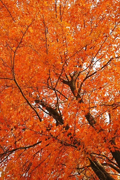 Sonbaharın kırmızı ağaç — Stok fotoğraf