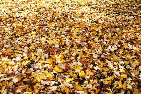 Background Yellow Autumn Leaves Colorful Autumn Forest — Stock Photo, Image
