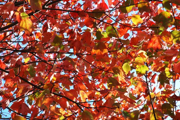Árbol rojo en otoño — Foto de Stock