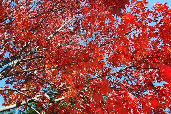 Czerwony Drzewo Jesień — Zdjęcie stockowe
