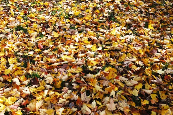 Фон Желтых Осенних Листьев Красочная Осень Лесу — стоковое фото