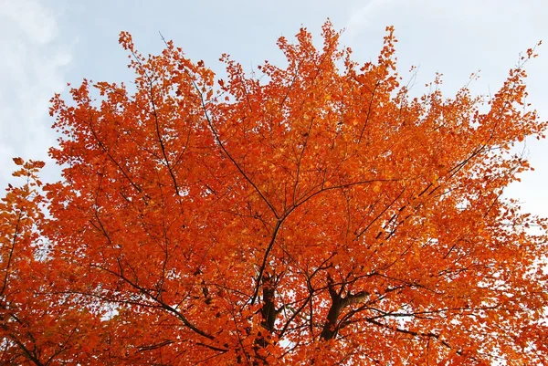 Röd träd på hösten — Stockfoto