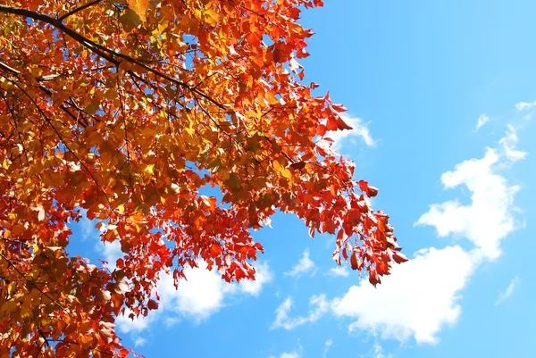 Rote Zweige Herbst — Stockfoto