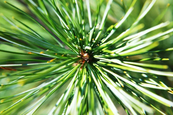 Pine twig — Stock Photo, Image