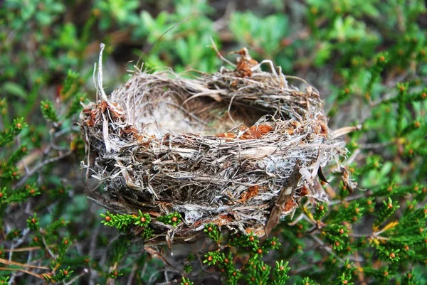 stock image Close up birds nest in the forest