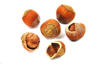 Hazelnuts clipart
