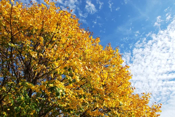 青い雲空の背景の秋のツリー — ストック写真
