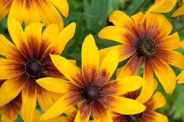 iri susans (rudbeckia) .şimdinin demet yaz arka plan olarak kullanılan.