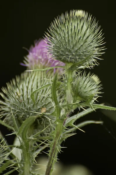 stock image Thistle