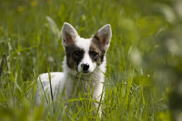 Mongrel in a grass — Stock Photo, Image