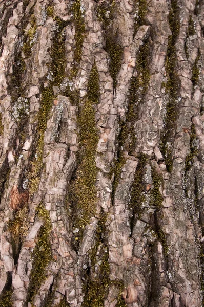Écorce de chêne. Un fond — Photo