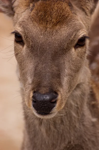 Portrait of a White Tailed Deer — Stock Photo, Image