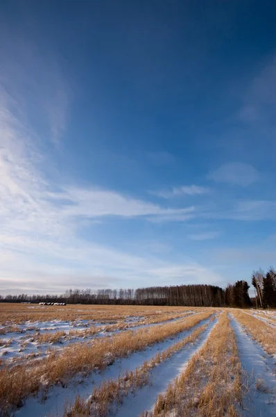 Winter field — Stock Photo, Image