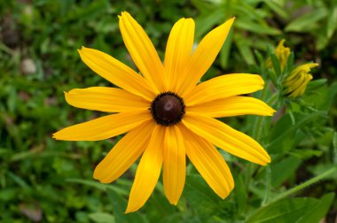 Beautiful black-eyed susans clipart