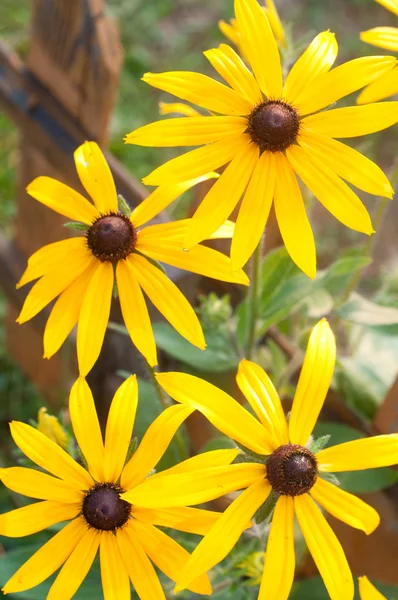 Bunch Black Eyed Susans Rudbeckia Can Used Summer Background — Stock Photo, Image
