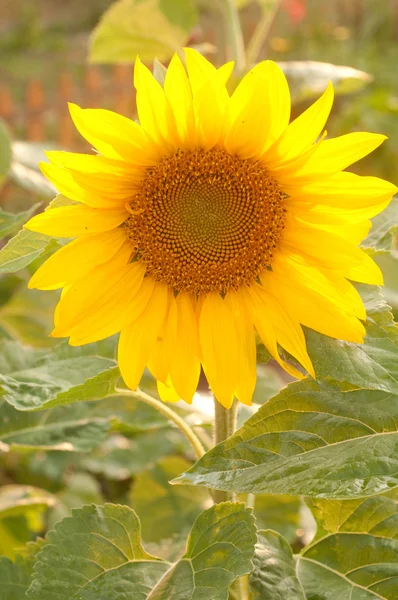 stock image Sunflower