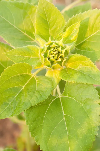 stock image Sunflower bud