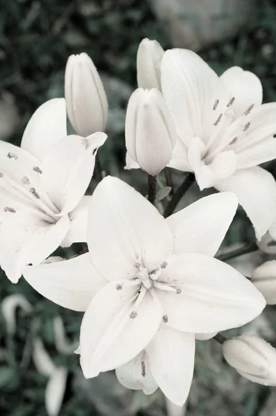 Lilies Garden — Stock Photo, Image