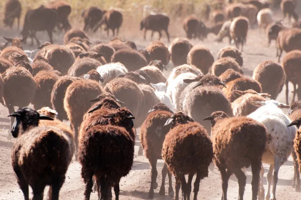 Pecore Nel Deserto — Foto Stock