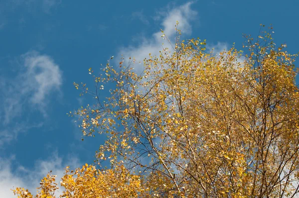 stock image Autumn crone of a birch