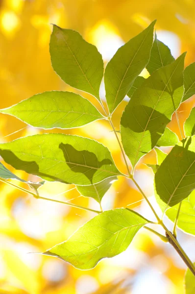 stock image Wet autumn leaves