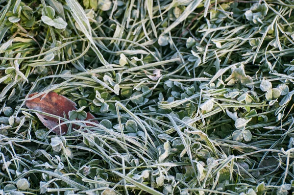 草に霜霜 — ストック写真