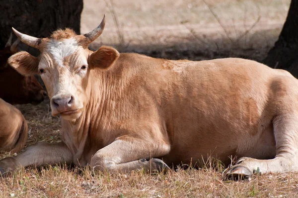 stock image Cow resting