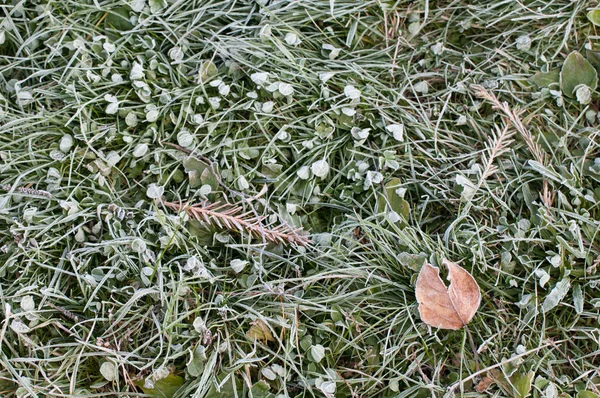 Hoar-frost на траві Ліцензійні Стокові Зображення