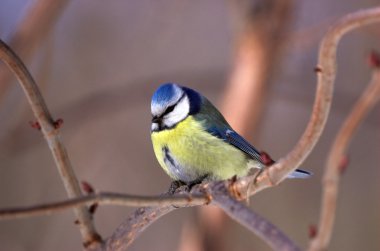 Titmouse on a branch. Winter clipart