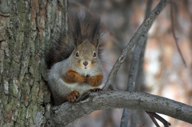 The squirrel on a tree. Winter clipart