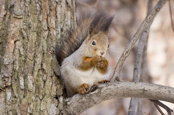 stock image Squirrel