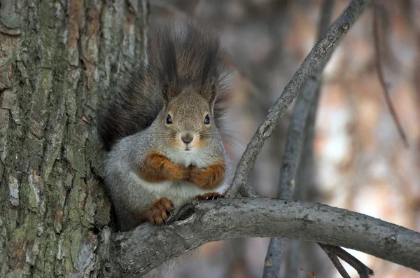 Das Eichhörnchen Auf Einem Baum Winter — Stockfoto